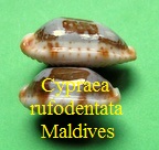 Cypraea stolida rufodentata 